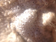 Bryozoa