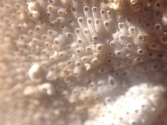 Bryozoa
