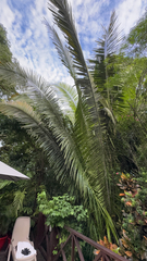 Attalea cohune, photograph author not stated, no rights reserved