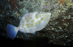 Eubalichthys mosaicus