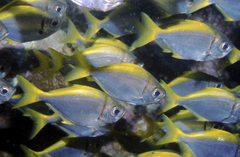 Schuettea scalaripinnis