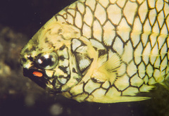 Cleidopus gloriamaris