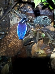 Erythropitta ussheri