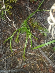 Phlegmariurus billardierei