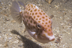 Anoplocapros inermis