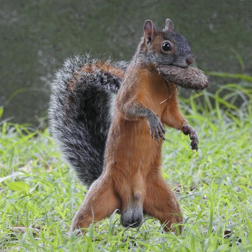 Mexican Gray Squirrel
