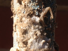 Bryozoa