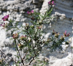 Astragalus cornutus