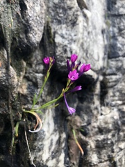 Thereianthus minutus