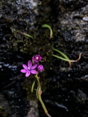Thereianthus minutus