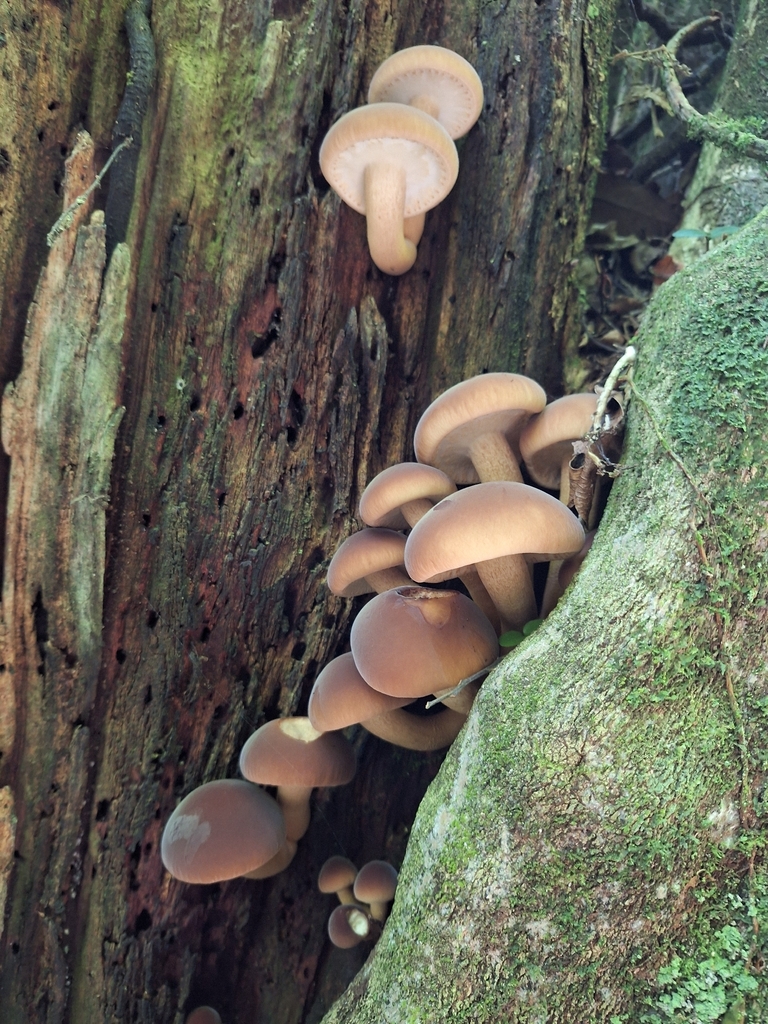 Cyclocybe parasitica · December 2025 · photo: © heidimeudt (iNaturalist, cc-by)