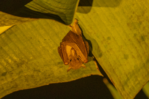 Lesser Long-tongued Blossom Bat (Macroglossus minimus)