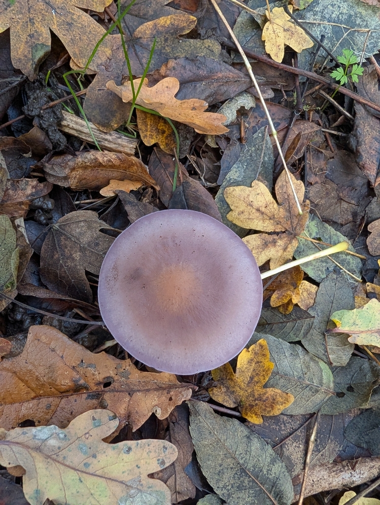 Collybia nuda · December 2025 · photo: © pilmar (iNaturalist, cc0)