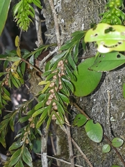 Tmesipteris sigmatifolia