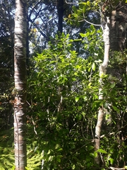 Pseudopanax gilliesii