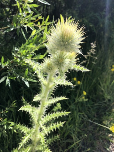 Peck's Thistle (Cirsium peckii)