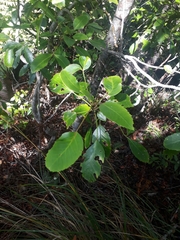 Pseudopanax gilliesii