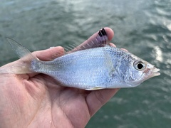 Flagfin Mojarra photo 1