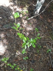 Coprosma neglecta