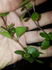 Coprosma neglecta