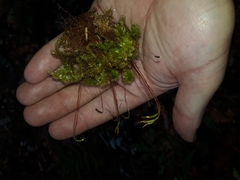 Mniodendron colensoi