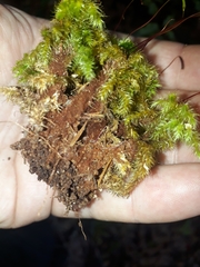 Mniodendron colensoi