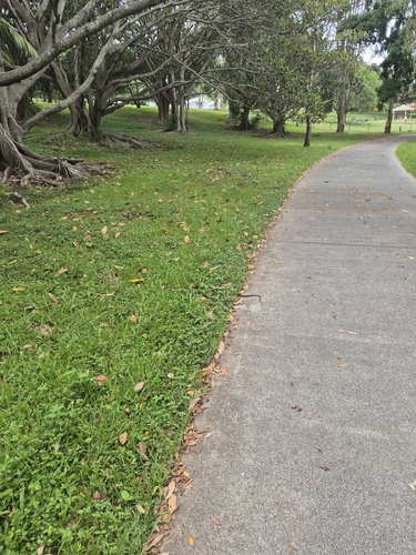 Eastern Keelbacks sighting