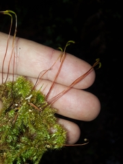 Mniodendron colensoi