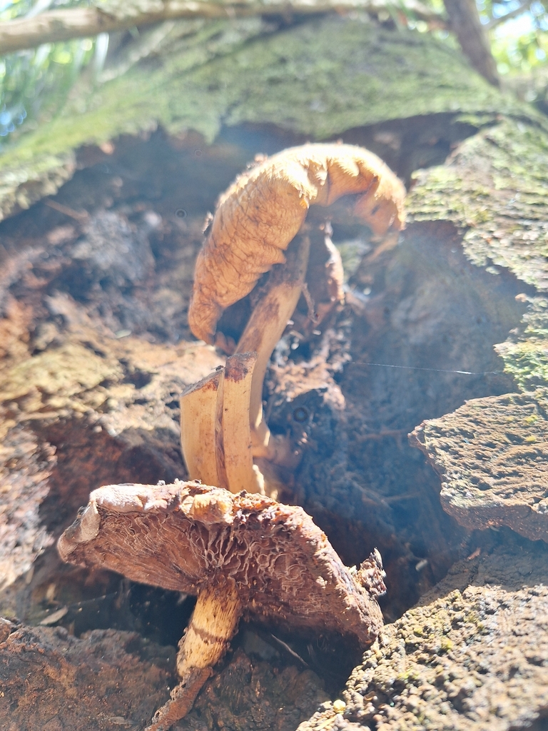 Cyclocybe parasitica · December 2025 · photo: © heidimeudt (iNaturalist, cc-by)