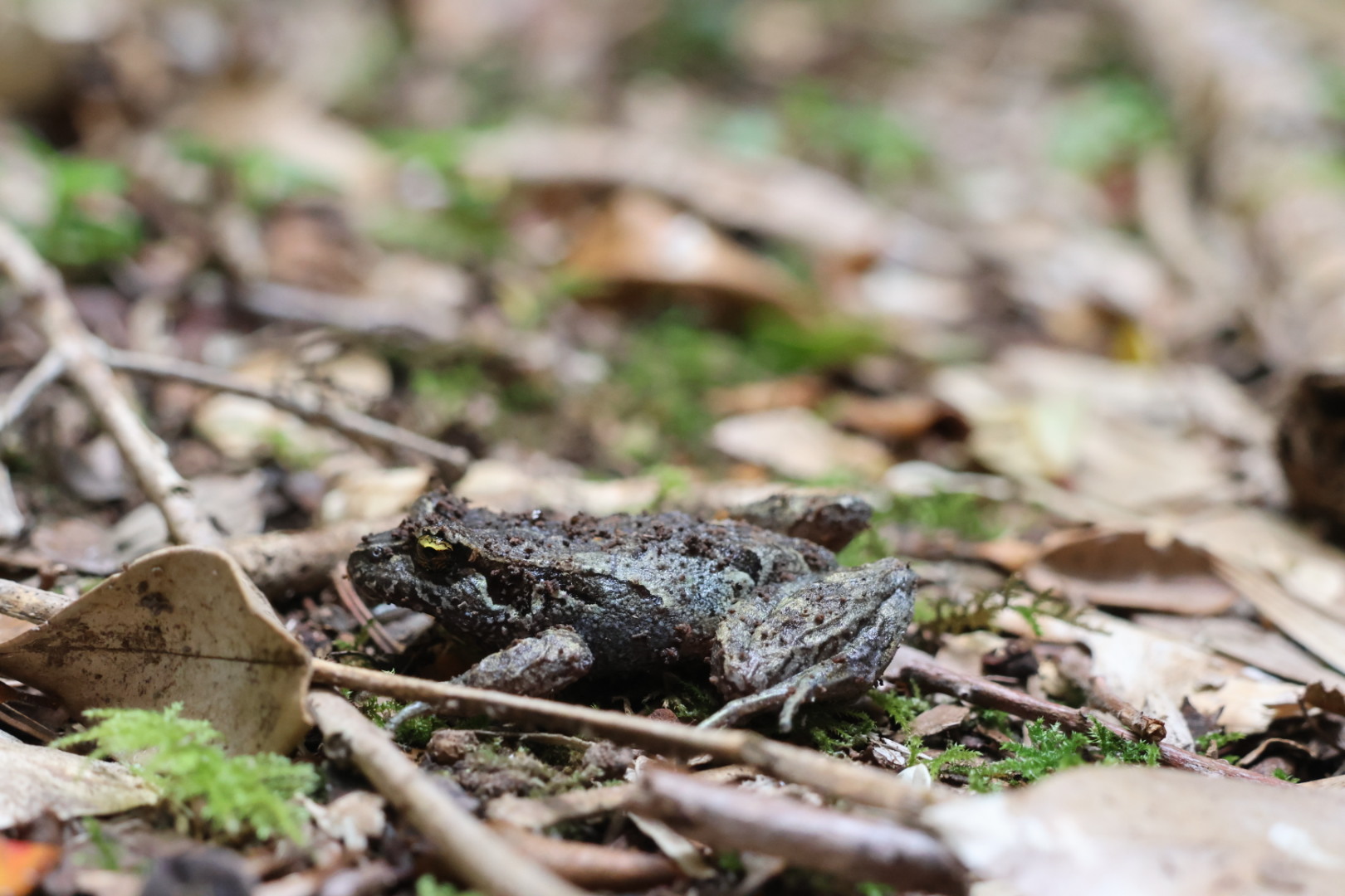 Eupsophus calcaratus (Günther, 1881)
