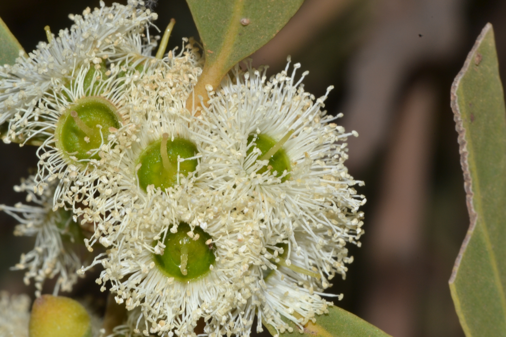 Eucalyptus todtiana