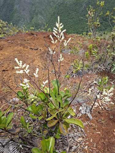 Beaupreopsis paniculata observed 2025-12-05
