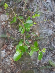 Coprosma neglecta