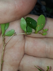 Coprosma neglecta