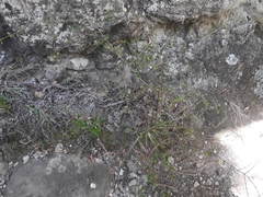 Coprosma neglecta