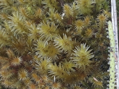 Pulchrinodus inflatus