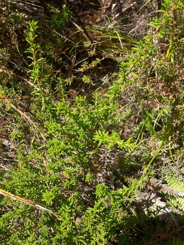 Image of Pomaderris phylicifolia by (c) Leon Perrie, some rights reserved (CC BY)