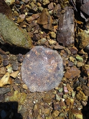 Desmonema gaudichaudi