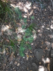 Pimelea tomentosa