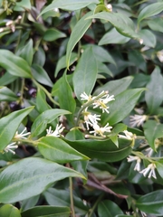 Sarcococca confusa