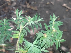 Pimelea tomentosa