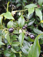 Sarcococca confusa