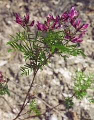 Astragalus cornutus