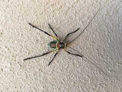 Acanthoplus