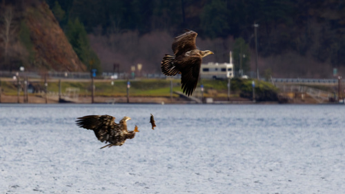 Bald Eagle photographed in Idaho