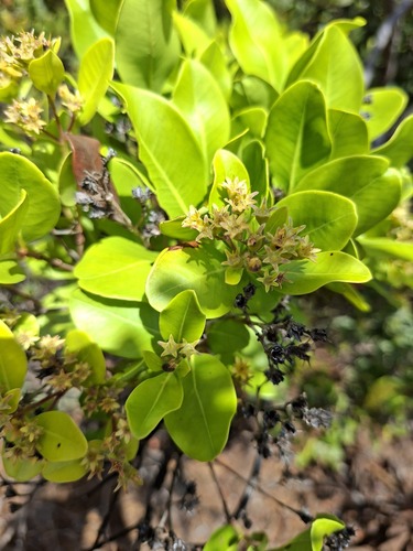 Cloezia floribunda observed 2025-12-05