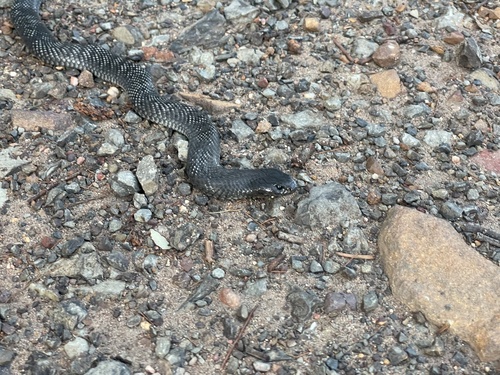 Blue-bellied Black Snake sighting