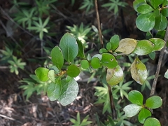 Coprosma neglecta