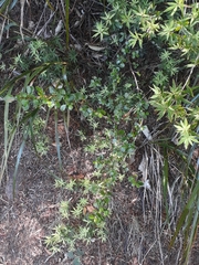 Coprosma neglecta