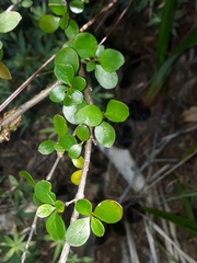 Coprosma neglecta